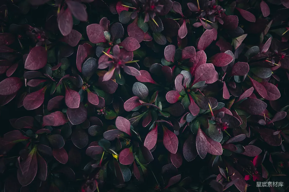 高清摄影 植物 深紫色 自然 叶子 背景 深紫绿叶植物特写