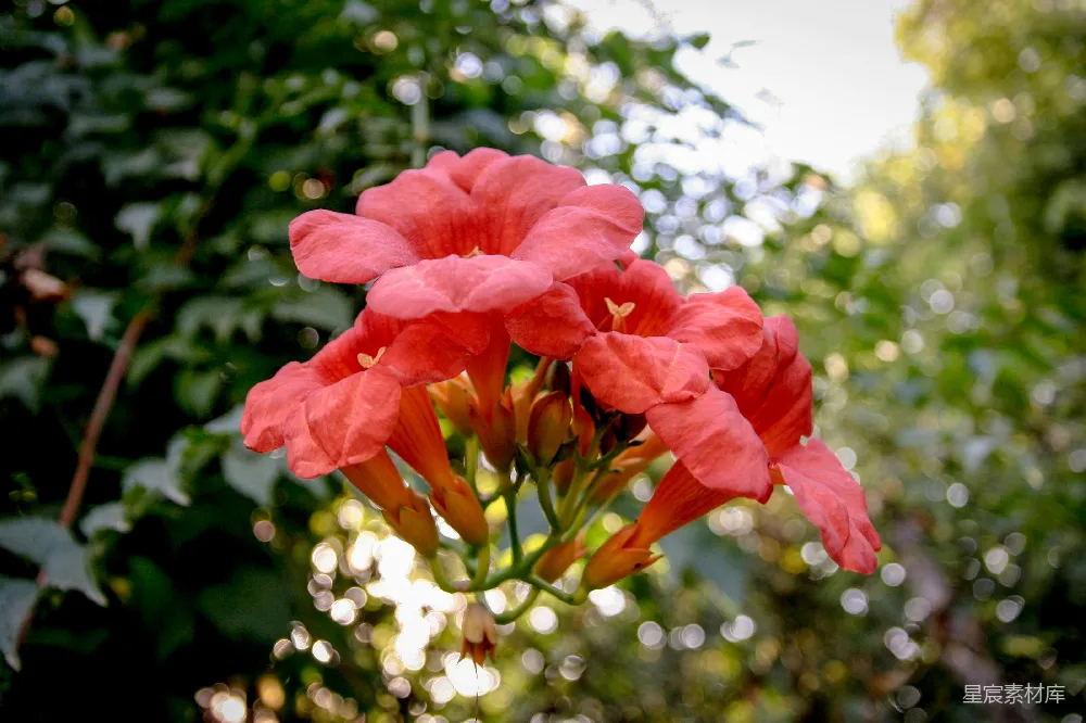高清摄影 花朵 自然 阳光 模糊背景 春天 阳光下的红色喇叭花