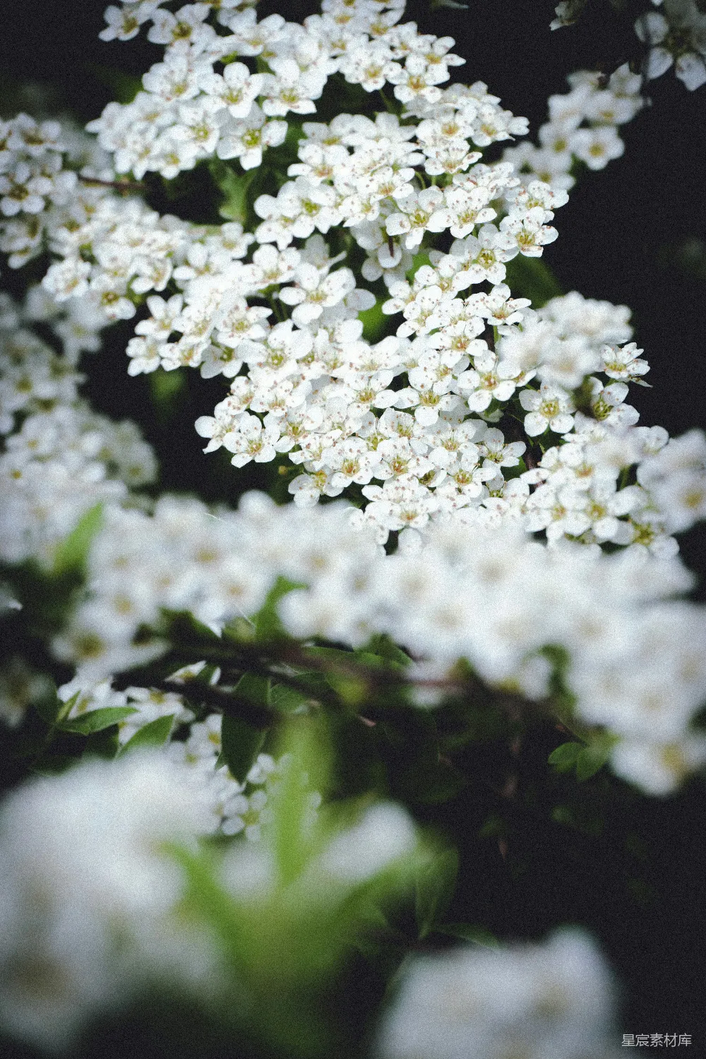 高清摄影 花朵 自然 春季 摄影 宁静 春日繁花盛开