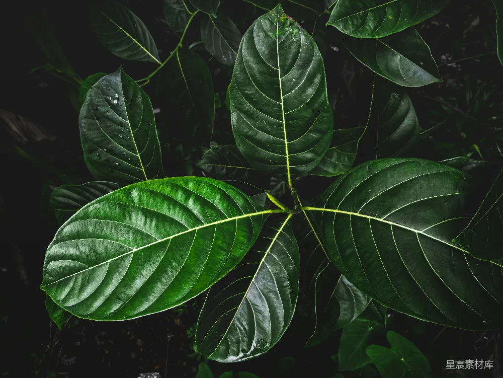 高清摄影 自然 绿色 叶子 生机 植物 生机勃勃的绿叶特写