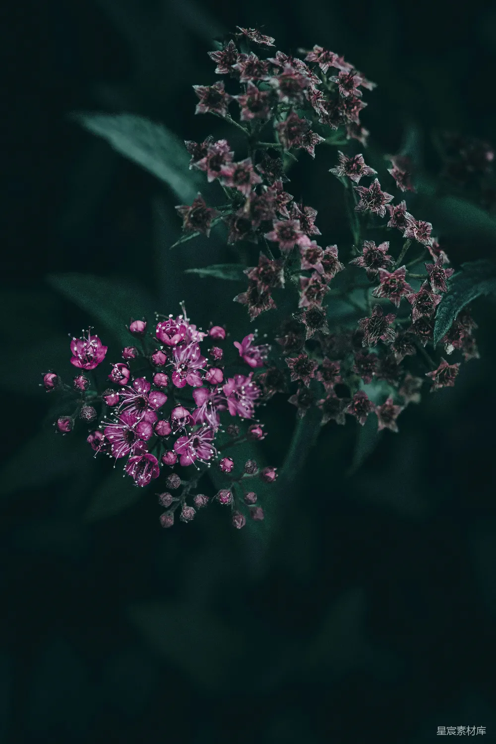 高清摄影 花朵 紫色 自然 深色背景 静谧 暗夜中的紫色花簇