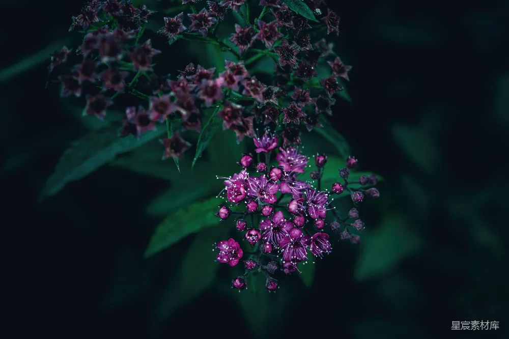 高清摄影 紫色花朵 自然摄影 静谧 花卉 夜间 紫色花丛的静谧时刻