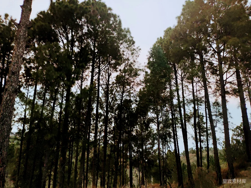 高清摄影 自然 宁静 松树 森林 户外 松树林的宁静时光