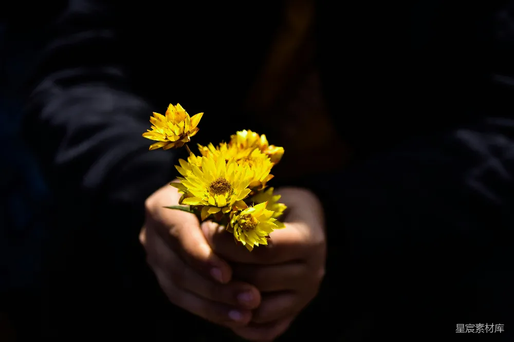 高清摄影 手捧花 黄色花朵 温暖 治愈系 自然 温暖的双手捧着阳光