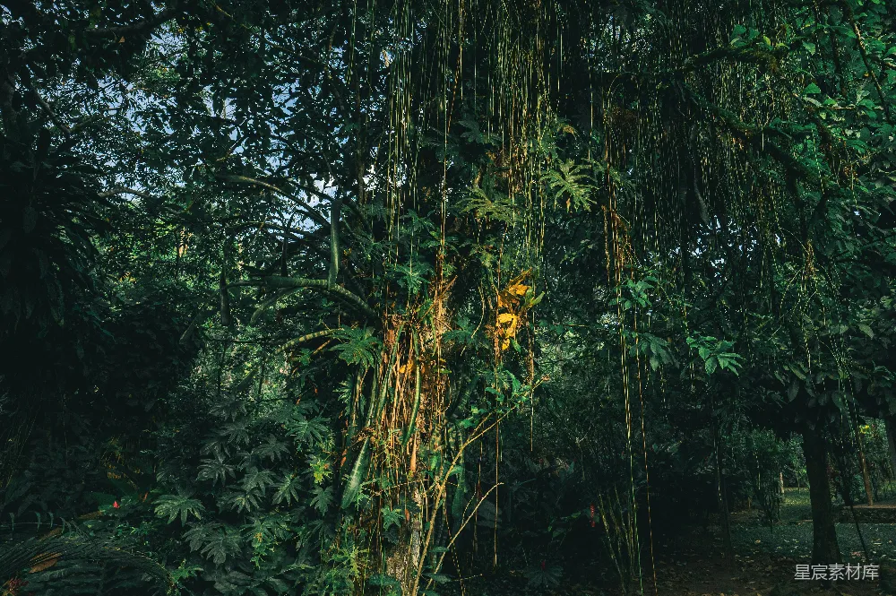 高清摄影 热带雨林 自然景观 绿色植物 生态 户外 热带雨林的自然画卷