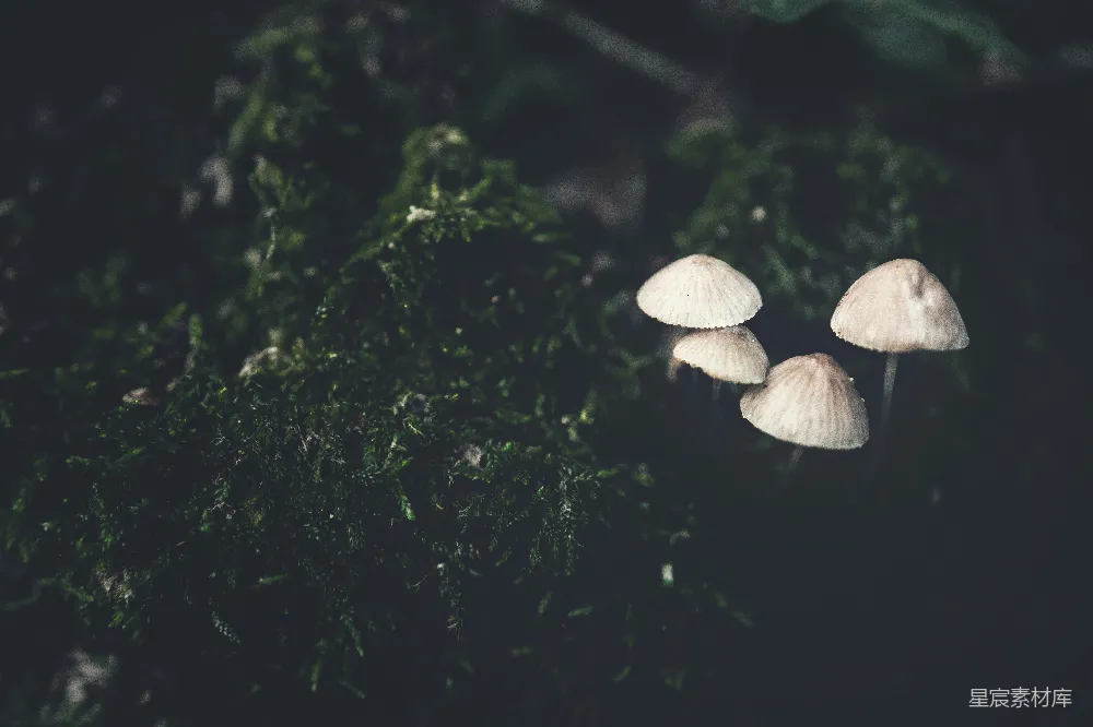 高清摄影 蘑菇 森林 自然 宁静 生态 森林中的小蘑菇