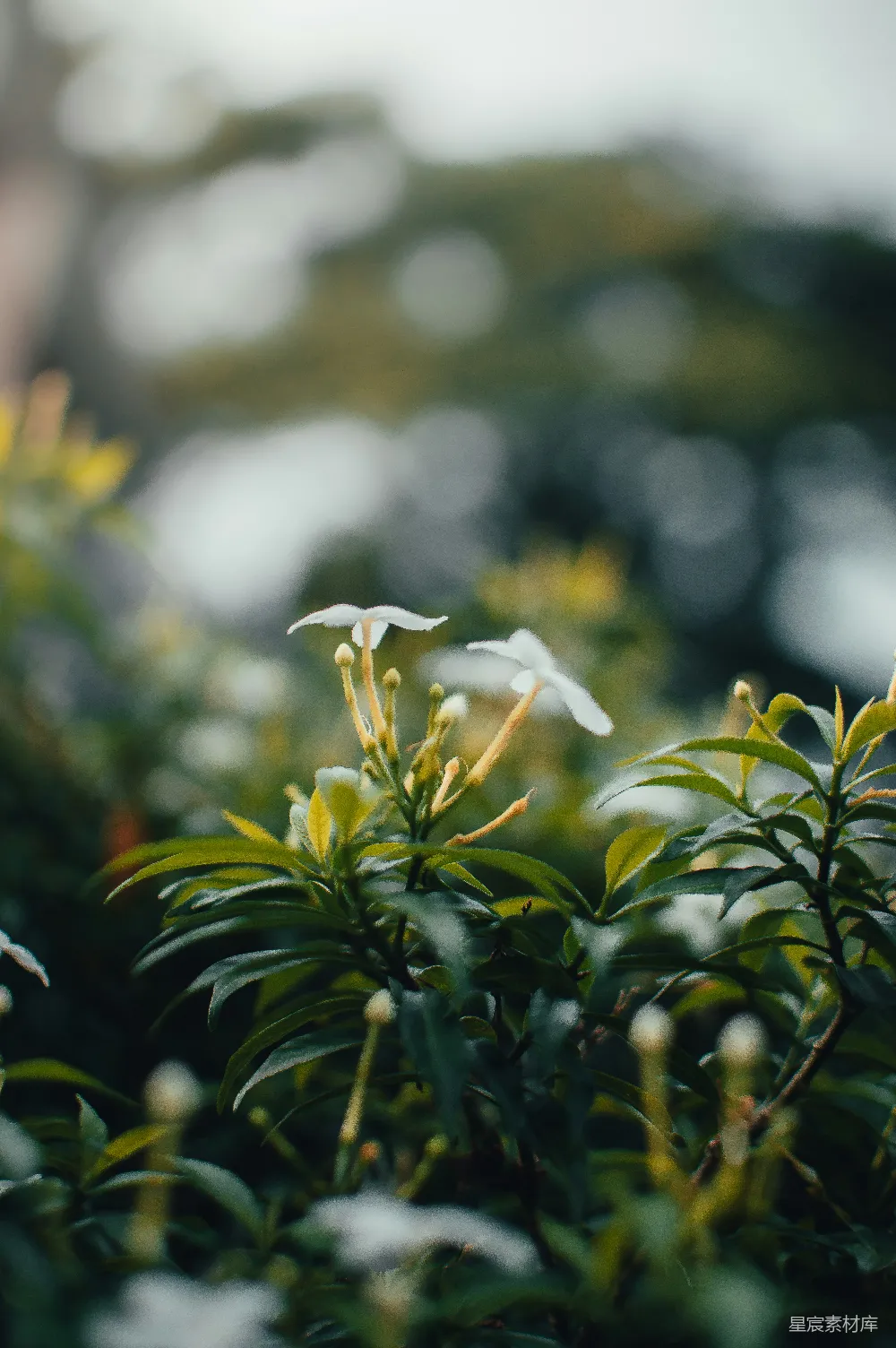 高清摄影 茉莉花 晨光 自然 清新 宁静 晨光中的茉莉花