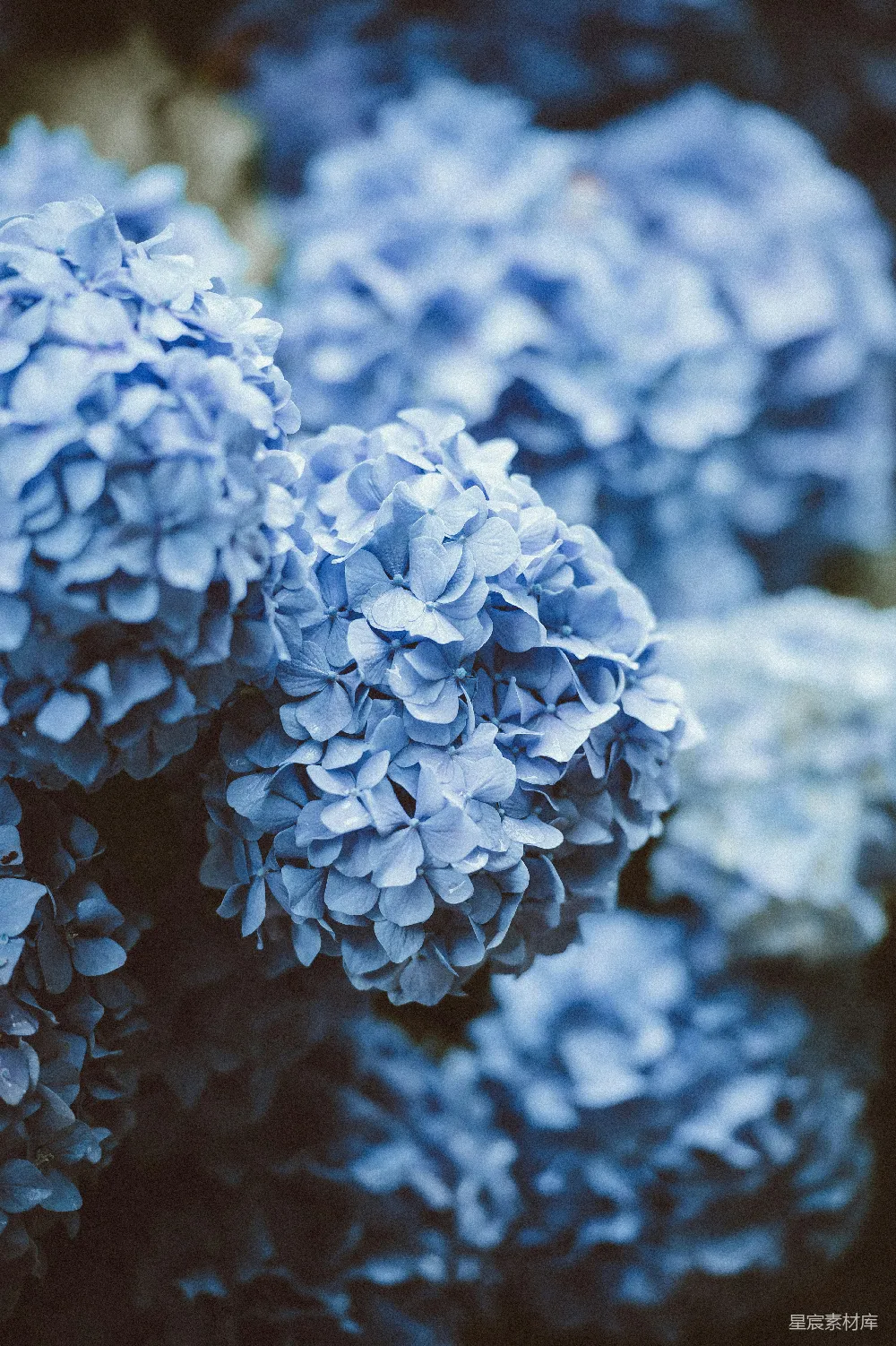 高清摄影 蓝花