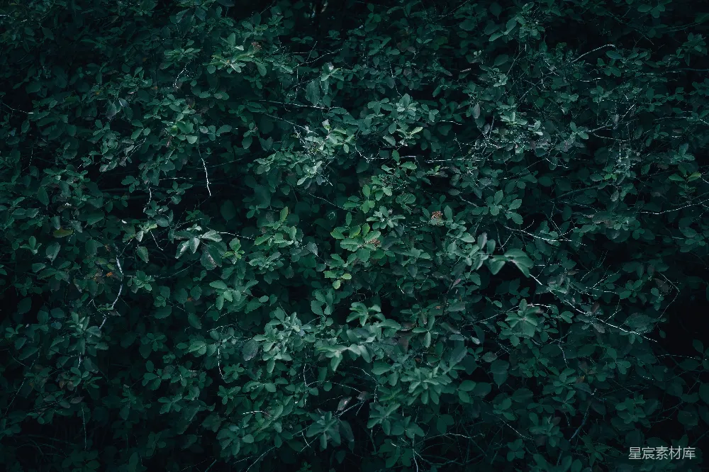 高清摄影 森林 自然 宁静 背景 植被 密林中的绿色植物