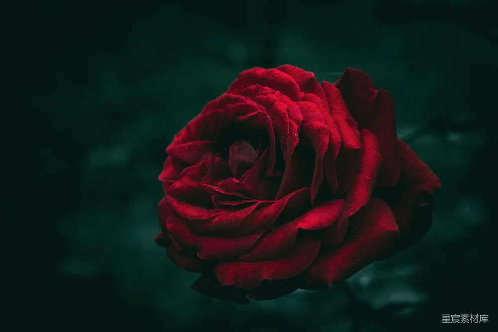 高清摄影 玫瑰 红色 深色背景 花卉 自然 深色背景中的红色玫瑰