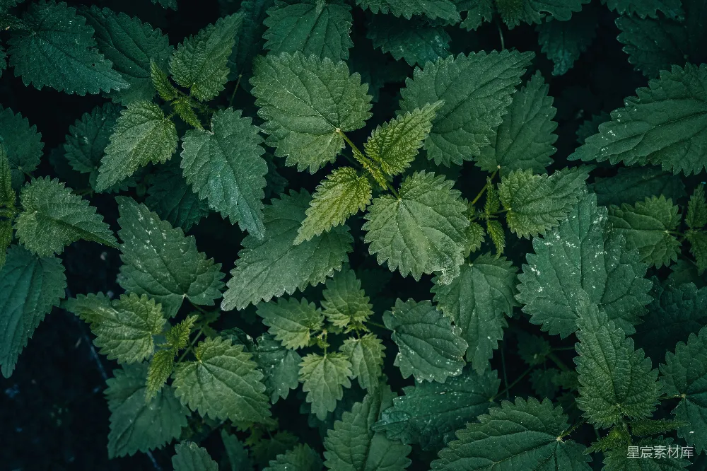 高清摄影 植物 自然 深绿色 野草 背景 深绿色的野草