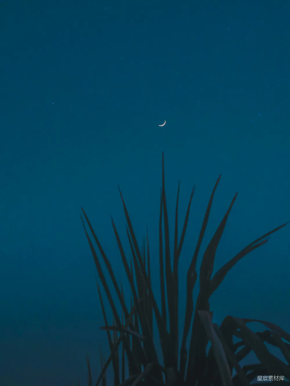 高清摄影 夜景 月亮 自然 宁静 剪影 夜晚的草与新月