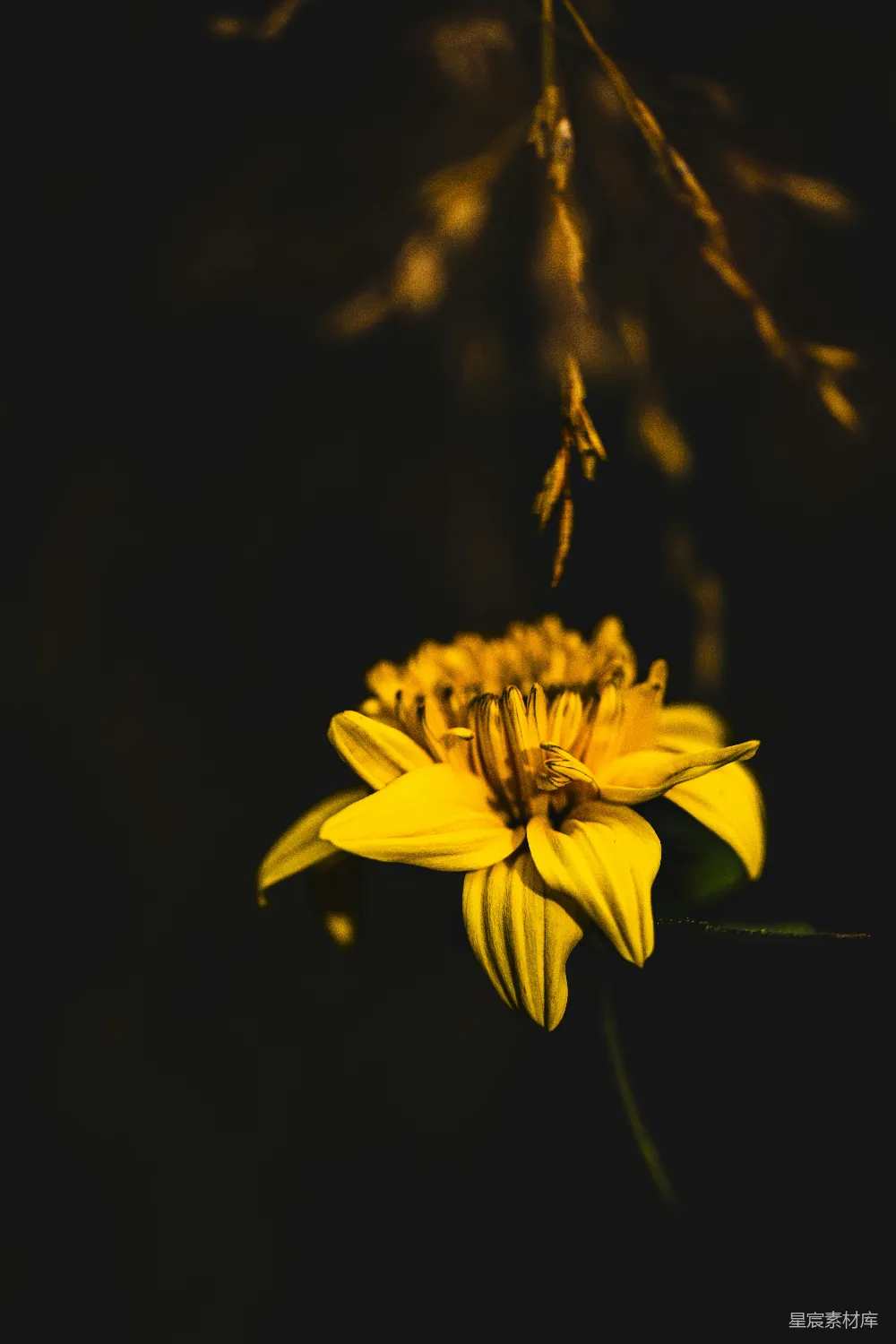 高清摄影 花朵 夜晚 黄色 自然 静谧 夜色中的黄色花朵