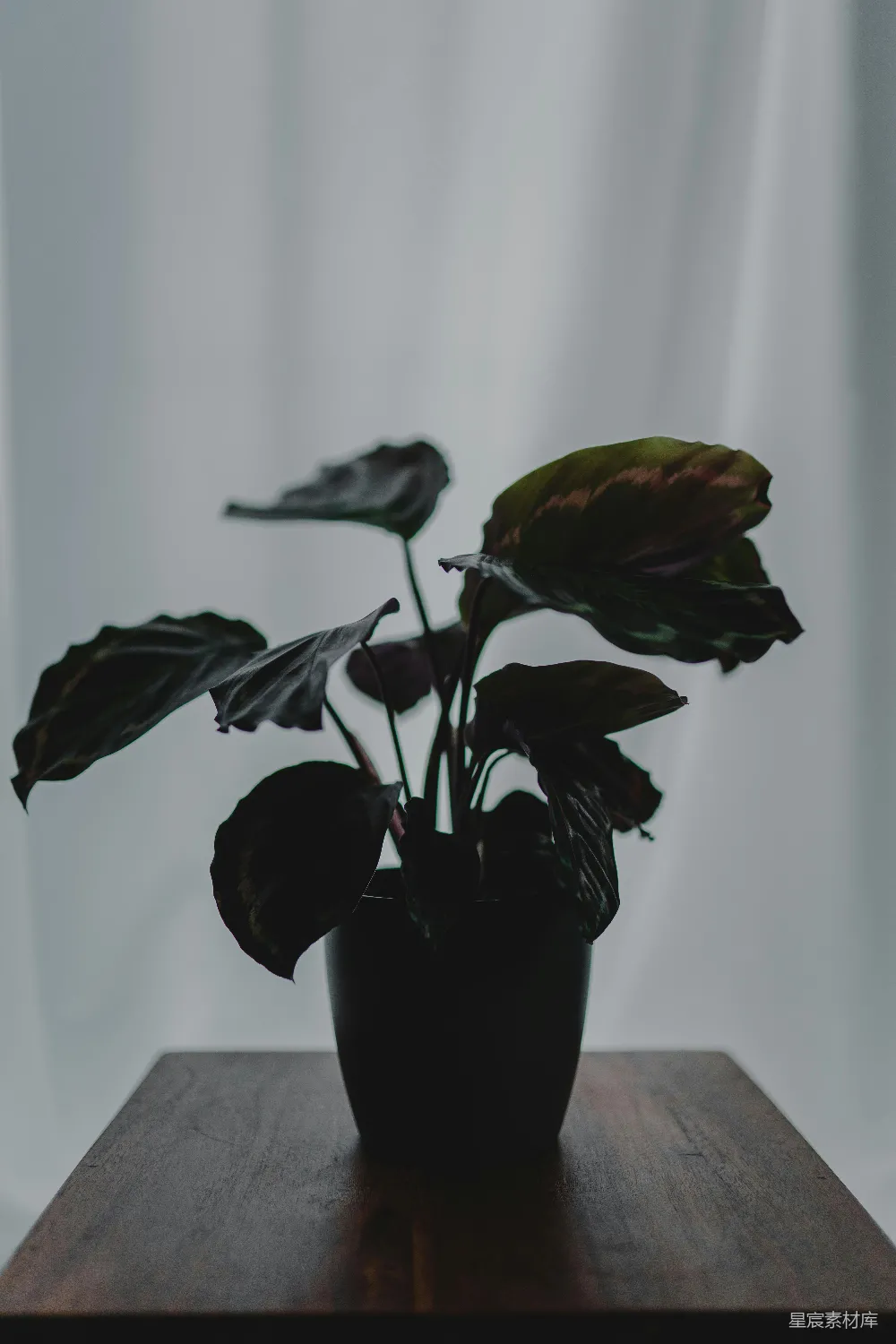 高清摄影 植物 室内 静谧 自然 装饰 静谧角落的绿植