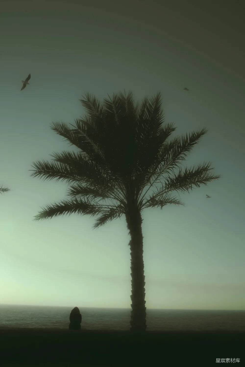 高清摄影 椰子树 海边 宁静 自然 风景 海畔的椰子树