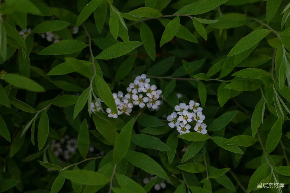 高清摄影 自然 植物 花卉 绿色 宁静 绿叶中的白色花朵