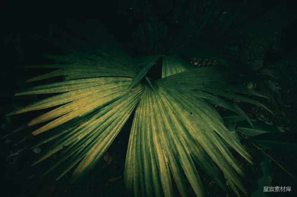 高清摄影 植物 自然 热带 纹理 绿色 热带植物的纹理
