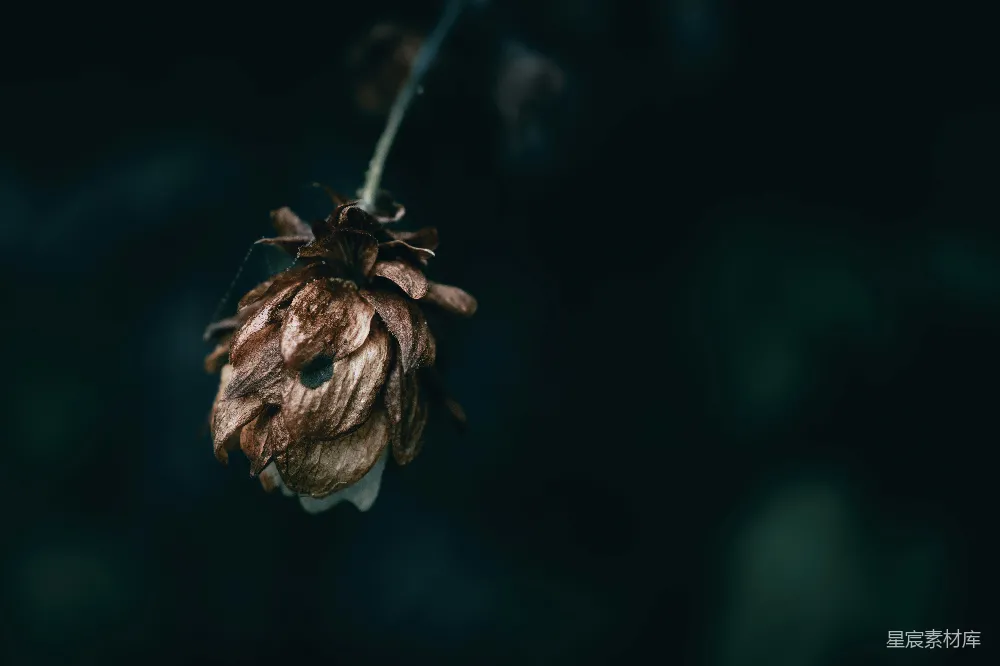 高清摄影 枯萎 花蕾 自然 黑暗 寂静 枯萎的花蕾