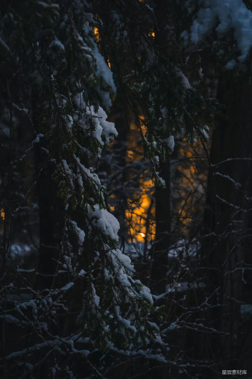 高清摄影 冬夜 森林 雪景 宁静 自然 冬夜森林的静谧时刻