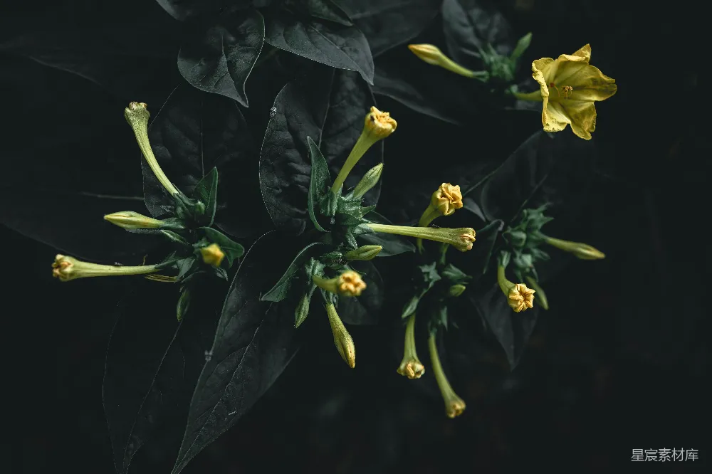 高清摄影 花朵 夜晚 自然 静谧 植物 夜色中的神秘花朵