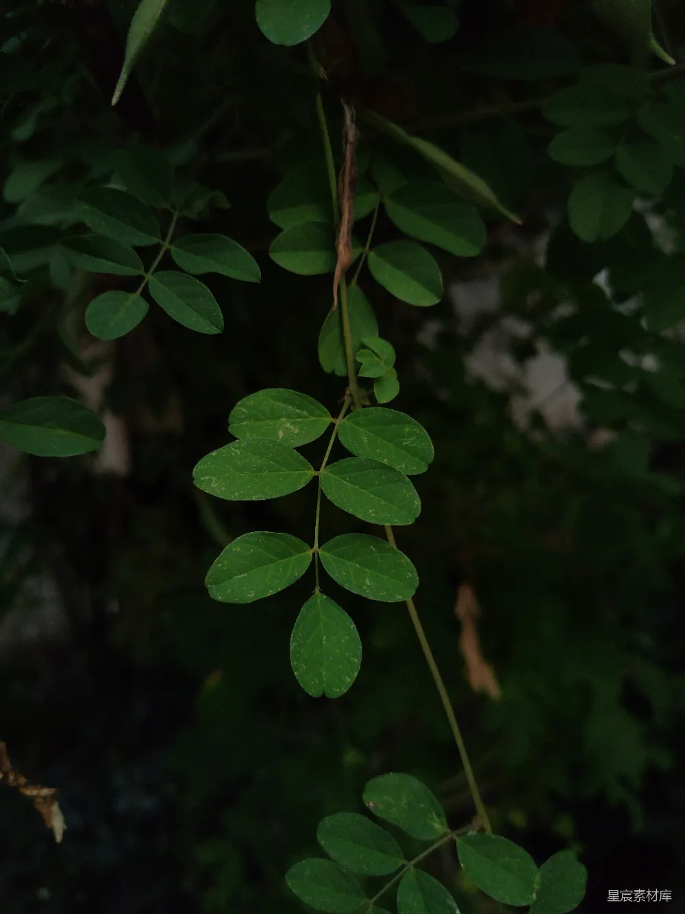 高清摄影 自然 植物 绿叶 特写 清新 绿叶特写：自然的细腻美