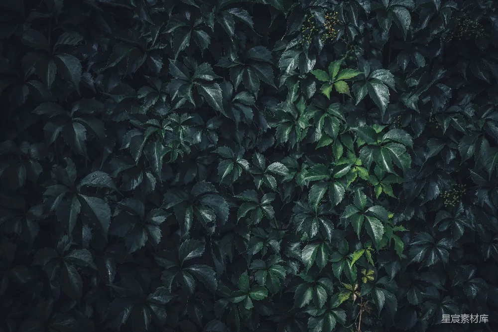 高清摄影 植物 自然 墙面 纹理 户外 藤蔓覆盖的墙面