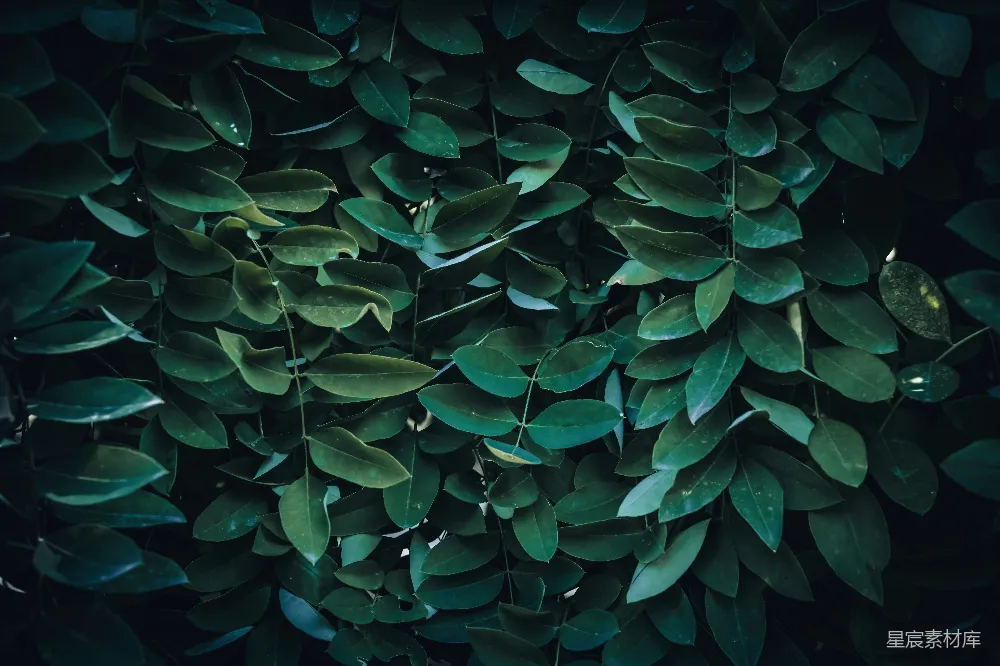 高清摄影 自然 叶子 背景 深绿色 植物 深绿色叶子的自然背景