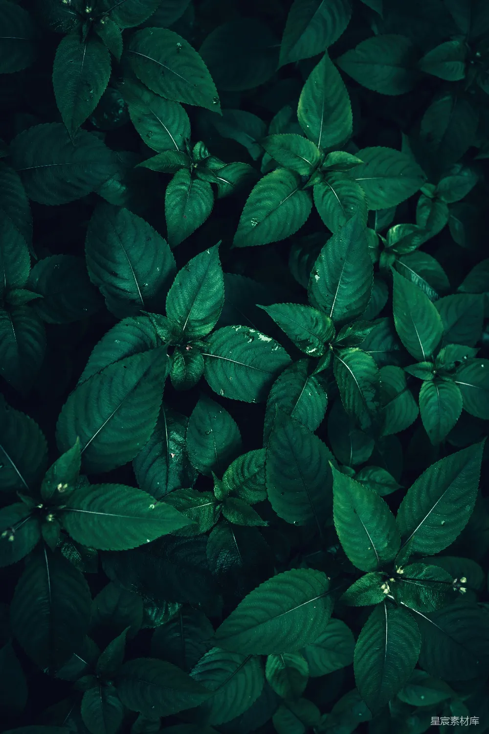 高清摄影 植物 深绿色 自然 叶子 自然纹理 深绿色植物叶子