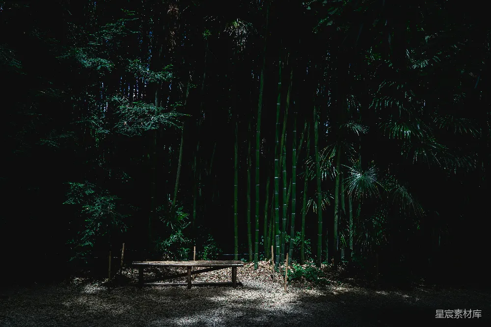高清摄影 竹林 静谧 自然 户外 休闲 竹林中的静谧时光
