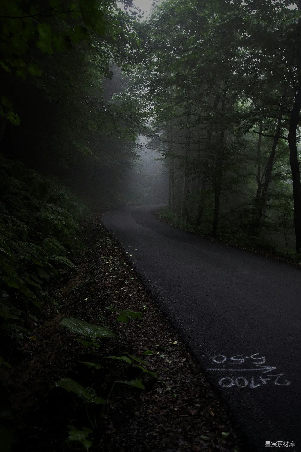 高清摄影 森林 道路 雾气 宁静 自然 雾中的森林小径