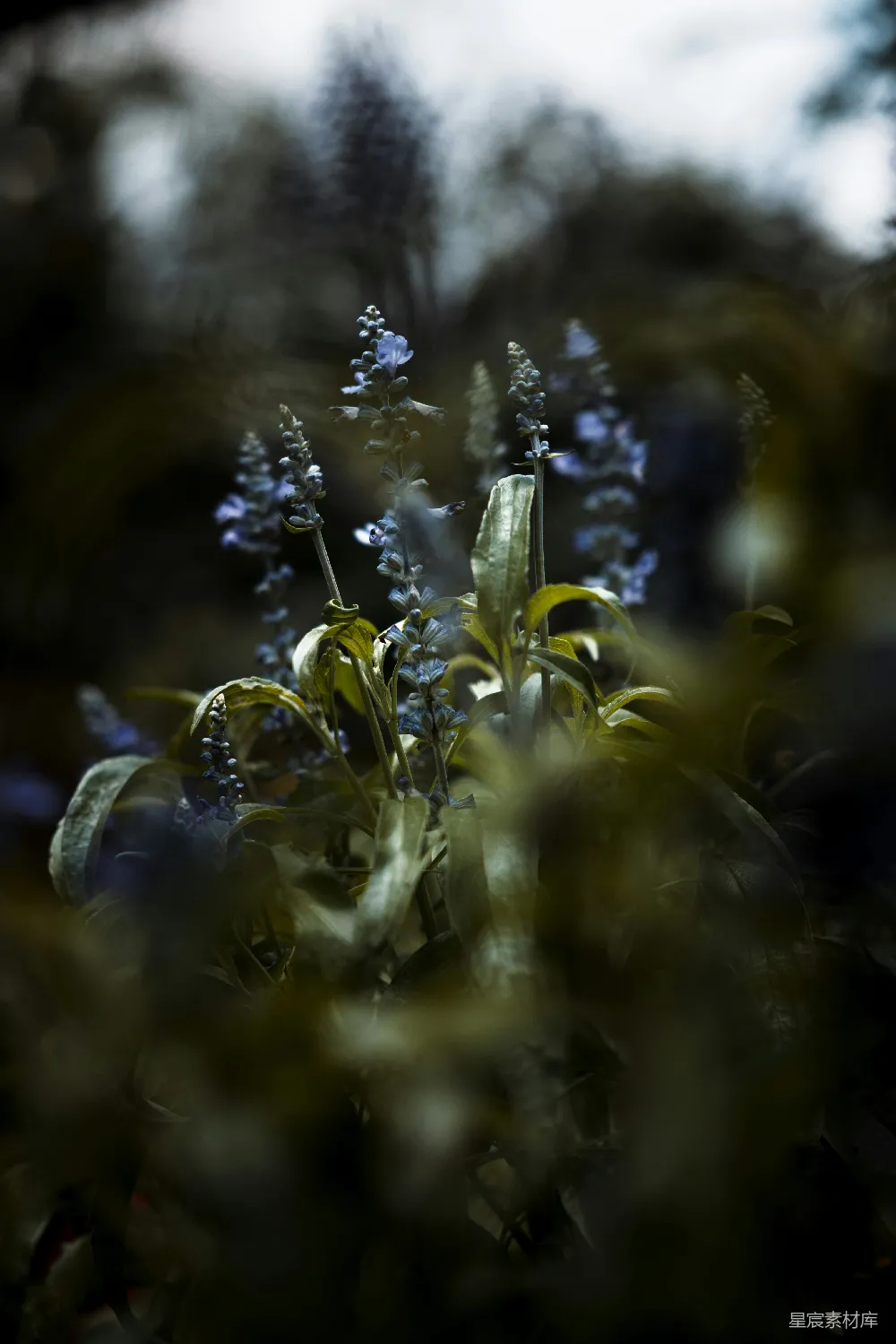 高清摄影 植物 自然 森林 神秘 宁静 神秘的森林植物