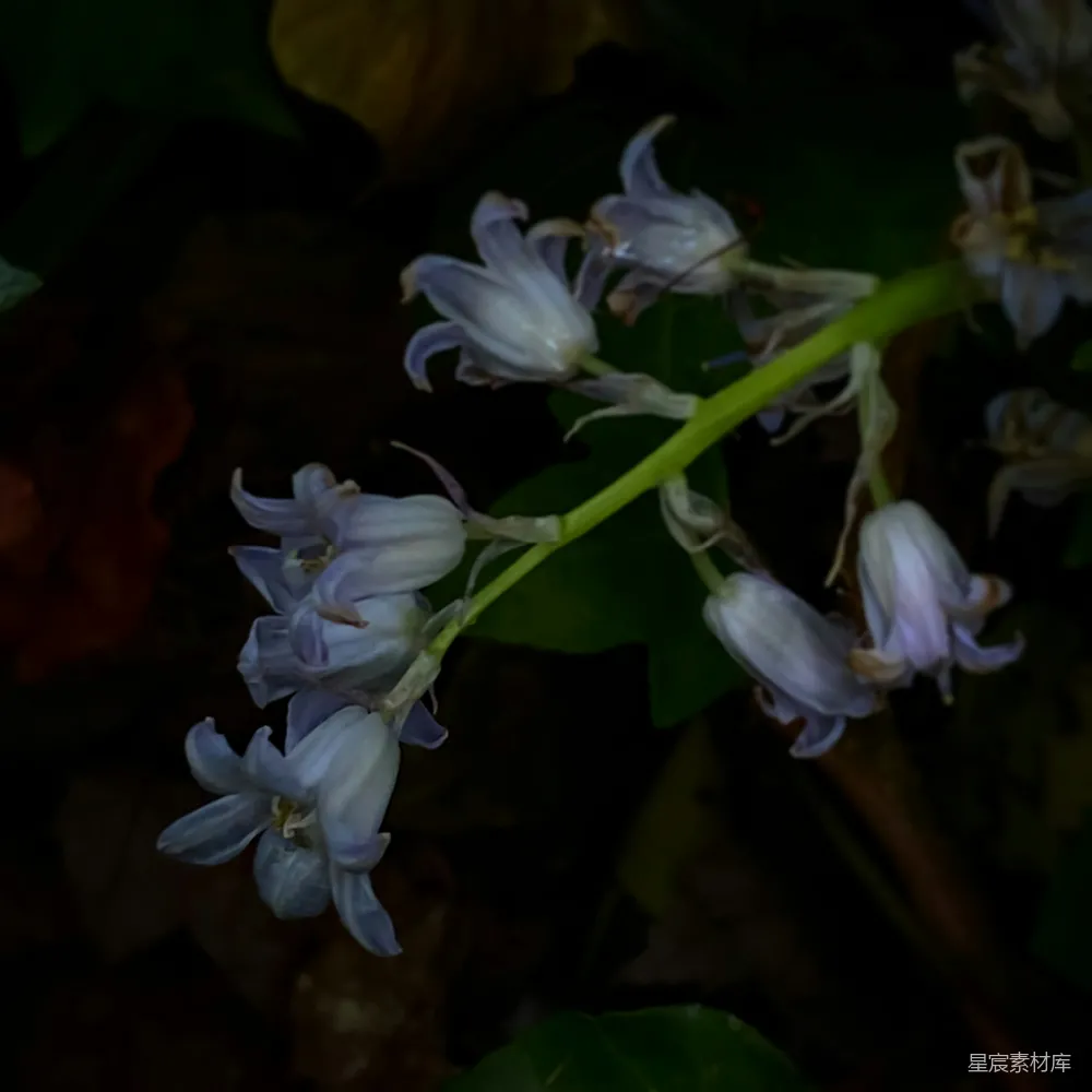高清摄影 蓝铃花 自然 花卉 宁静 森林 幽静山谷中的蓝铃花