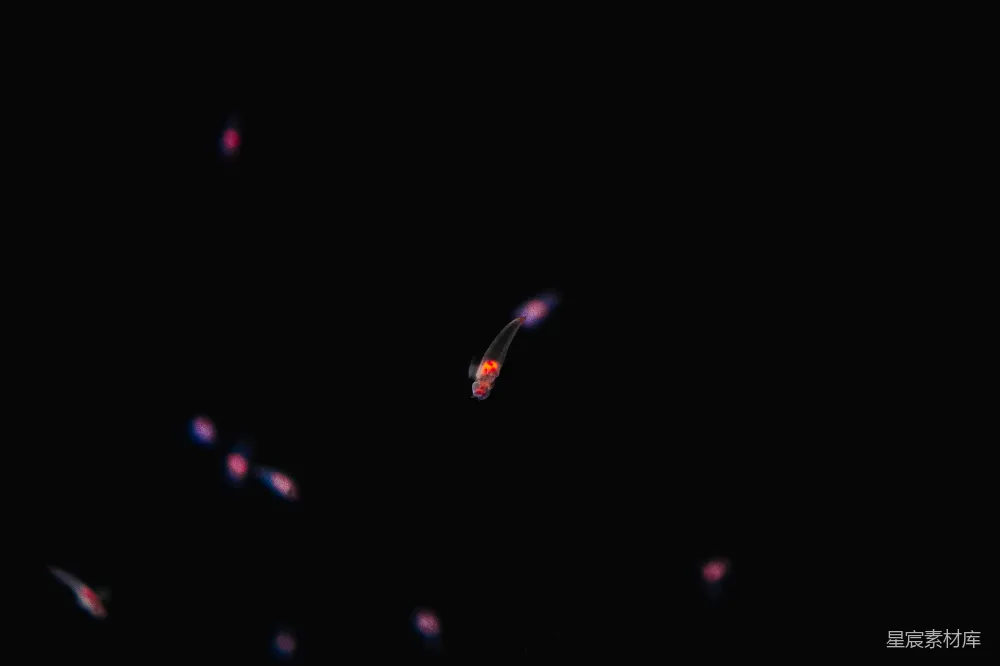 高清摄影 发光生物 黑暗 自然 生物 探索 神秘的发光生物