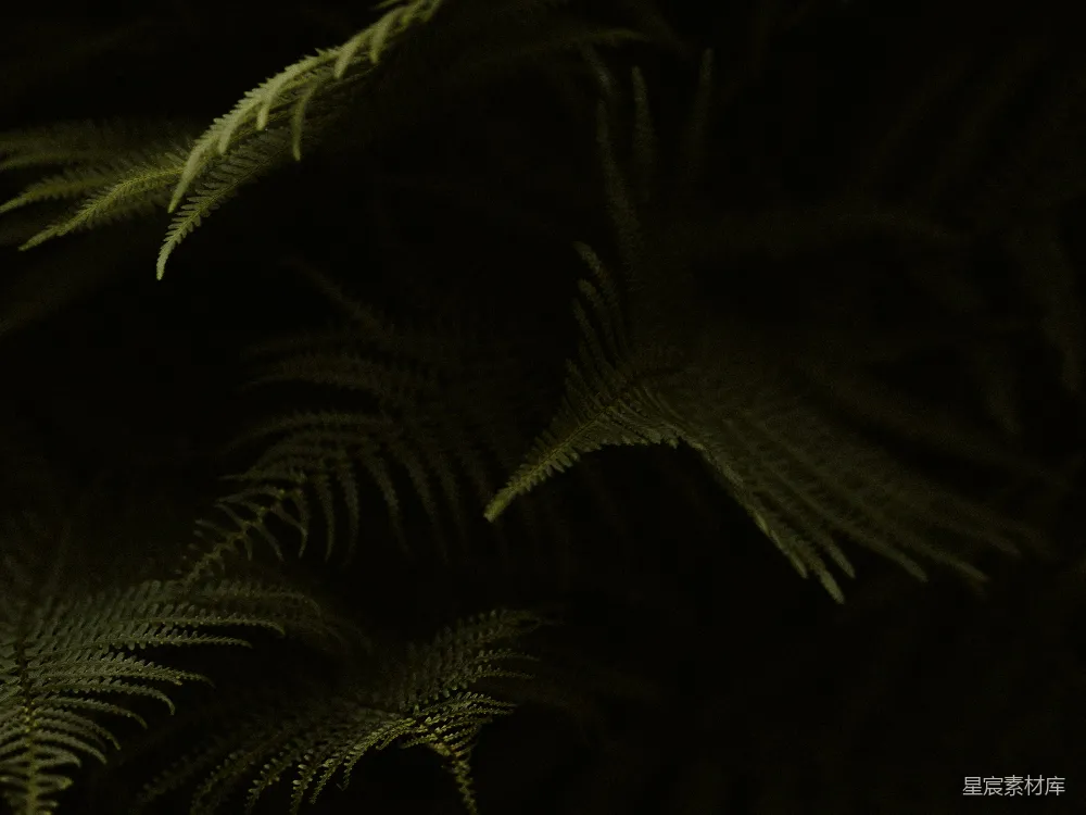 高清摄影 蕨叶 黑暗 自然 植物 静谧 幽暗中的蕨叶