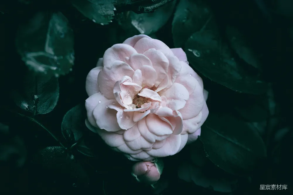 高清摄影 花朵 自然 摄影 粉色 露珠 晨露中的粉色玫瑰