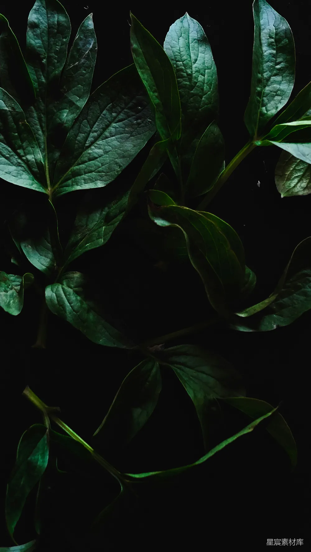 高清摄影 植物 自然 深色背景 特写 静谧 幽暗中的绿叶