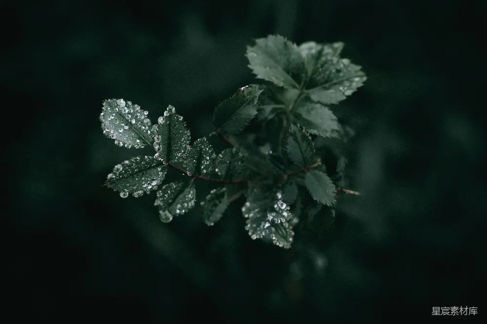 高清摄影 露珠 绿色 自然 植物 清新 雨后绿叶的露珠
