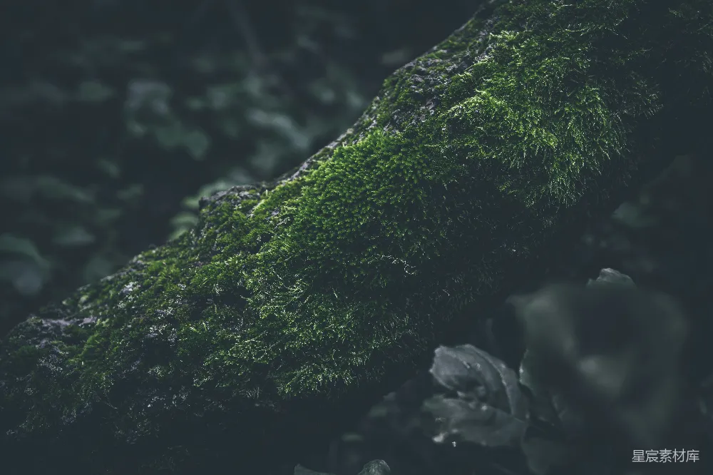 高清摄影 苔藓 森林 自然 绿色 宁静 森林中的苔藓