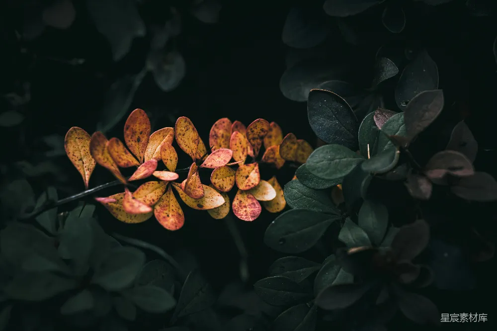 高清摄影 自然 植物 秋季 叶子 光影 秋日的叶子
