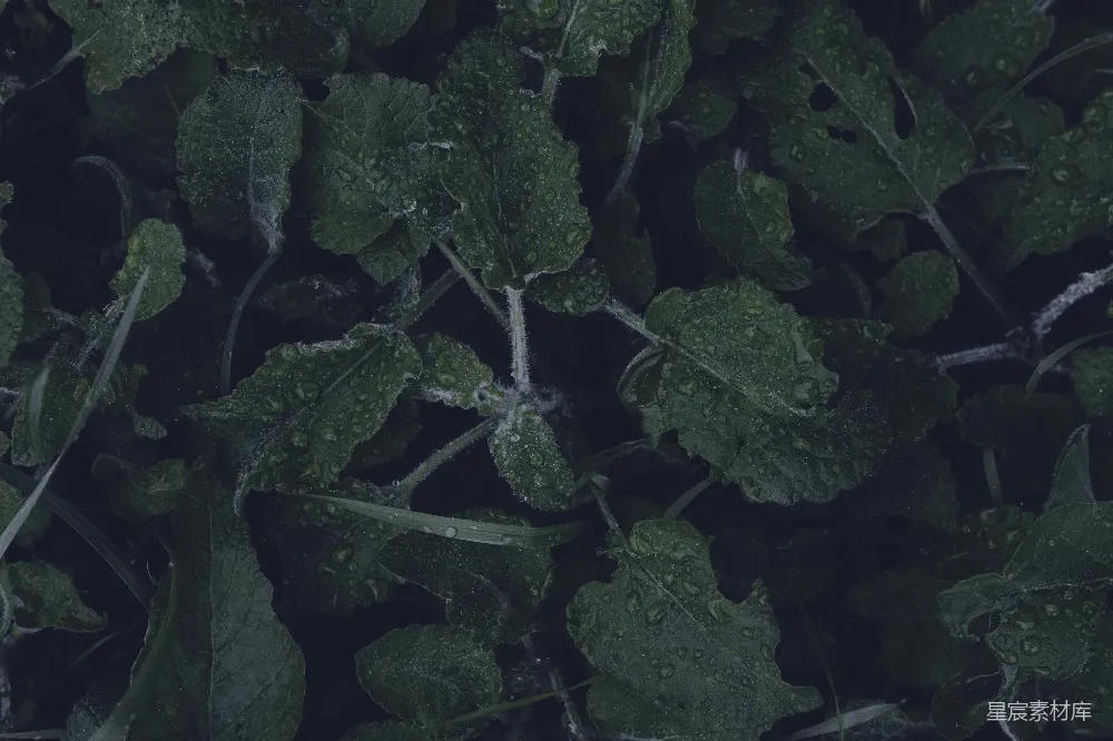 高清摄影 自然 植物 早晨 露珠 清新 晨露下的绿叶