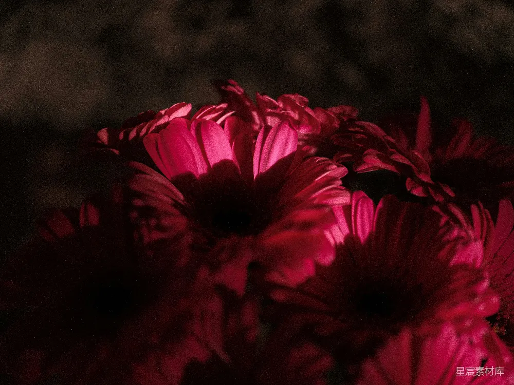 高清摄影 花朵 特写 深红色 自然美 摄影 深红色花朵特写