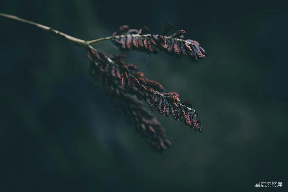 高清摄影 自然 枯枝 晨露 宁静 细节 晨露中的枯枝