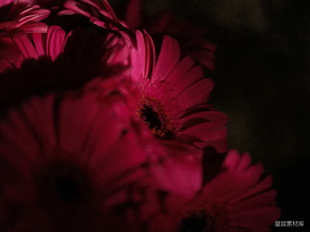 高清摄影 花朵 暗调 自然 摄影 艺术 暗夜中的粉红雏菊