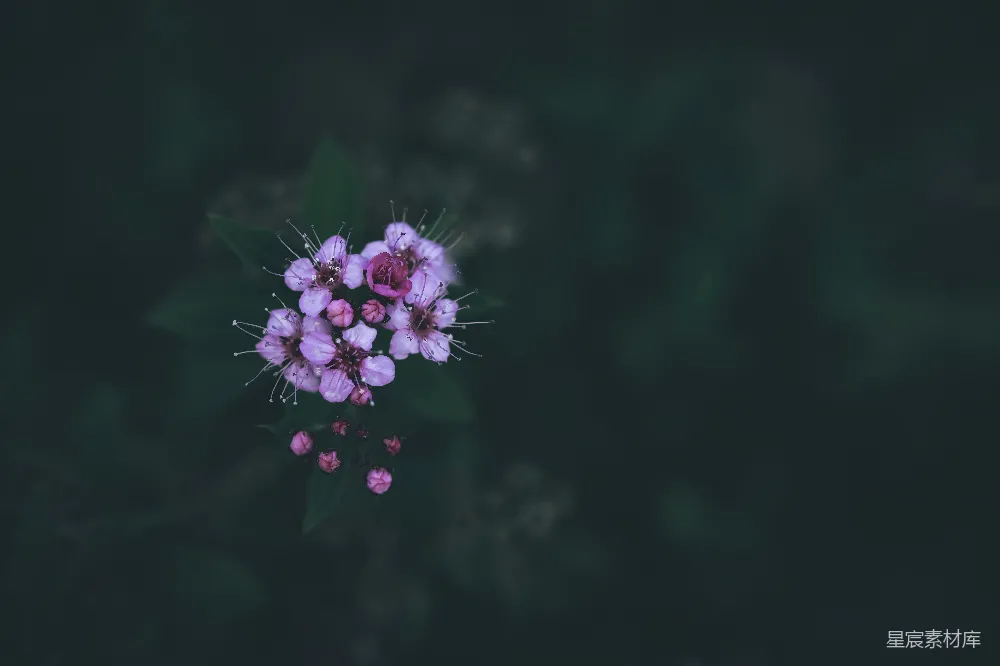 高清摄影 紫色花朵 自然摄影 宁静氛围 花卉特写 深色背景 紫色小花与深邃背景