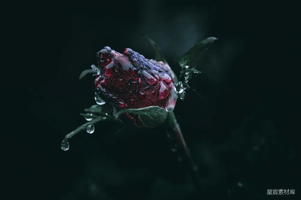 高清摄影 玫瑰 雨滴 深色背景 自然 静谧 雨后玫瑰