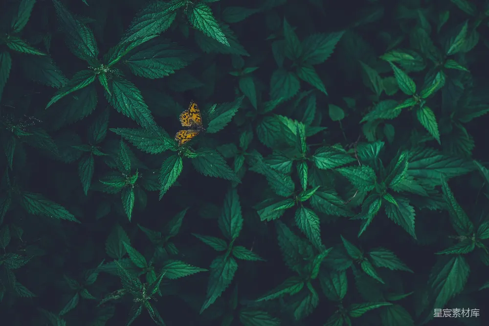 高清摄影 自然 昆虫 摄影 绿色 生态 绿叶上的蝴蝶