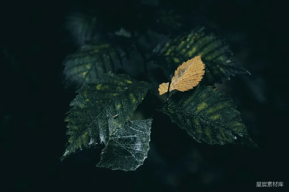 高清摄影 自然 清晨 蜘蛛网 树叶 静谧 清晨的蜘蛛网与枯叶
