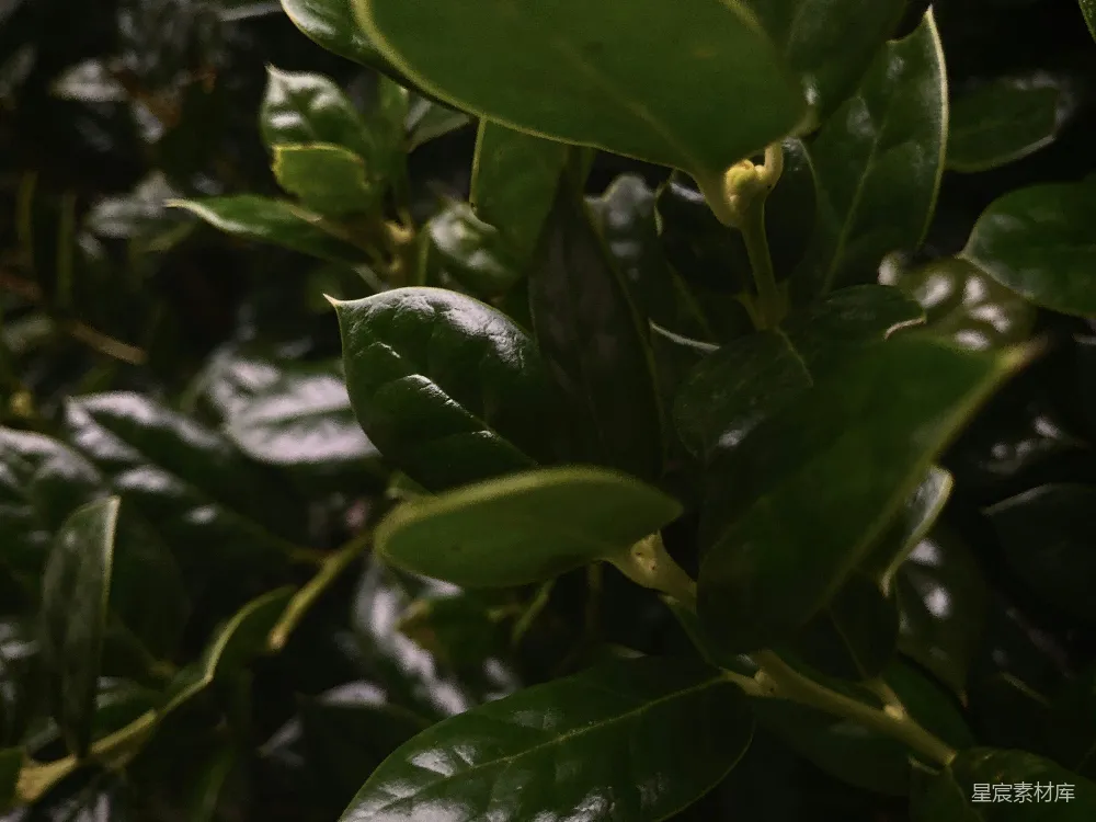 高清摄影 植物 绿植 自然 雨后 清新 雨后绿植特写