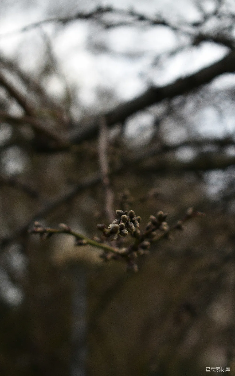 高清摄影 冬日 自然 树枝 芽 静谧 冬日树梢的芽