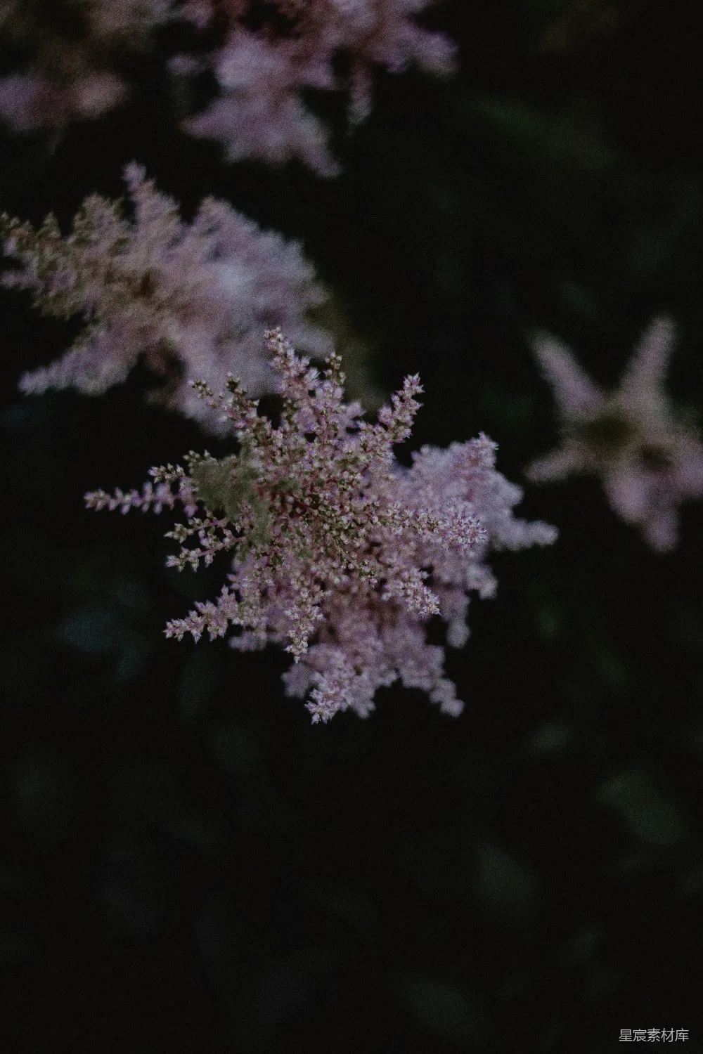 高清摄影 花朵 夜晚 自然 柔和 宁静 夜色中的紫色花朵